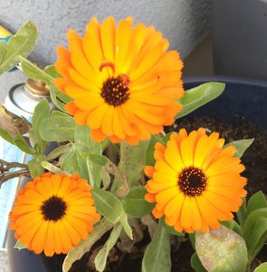 Ringelblume Blüten Heilpflanze Kübelpflanze