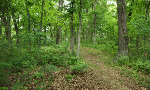 2 REMARKABLE SPOTS FOR ADAMS COUNTY CAMPING | CAMPING NEAR QUINCY, ILLINOIS 3_2021 adams county camping