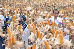 President Jokowi on the corn field at Botuwombatu Village, North Gorontalo Regency, Gorontalo province, Friday (1/3). (Photo by: Jay/PR).