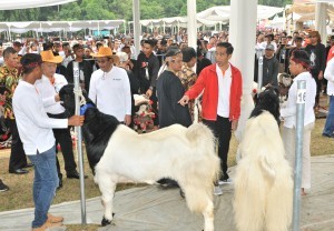 President Jokowi attends the 2017 National Livestock Jamboree in Cibubur, East Jakarta, Sunday (24/9) afternoon. (Photo: PR/Jay)