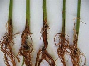 foto de podridão radicular seca no feijoeiro