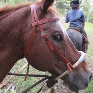 chip=appaloosa-gelding