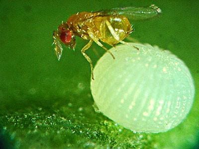 controle-biologico-helicoverpa-armigera