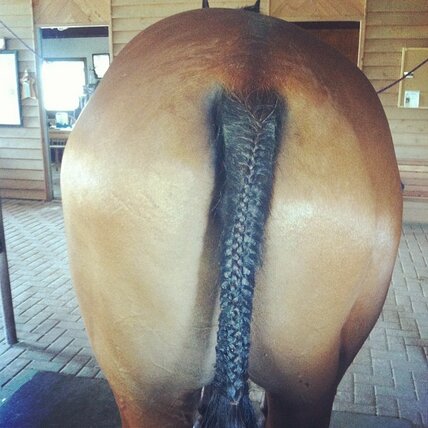 Crooked tail is crooked.