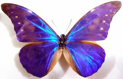 Light Blue Butterfly Wings