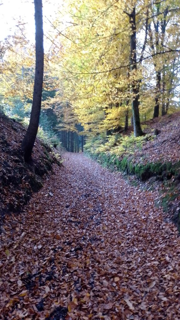 Waldweg als Ausdruck des Ungewissen