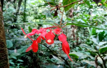 Common Plants Of The Amazon Rainforest Shiripuno Amazon Lodge
