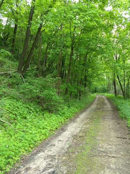hiking trail at Cushon's Peak campground
