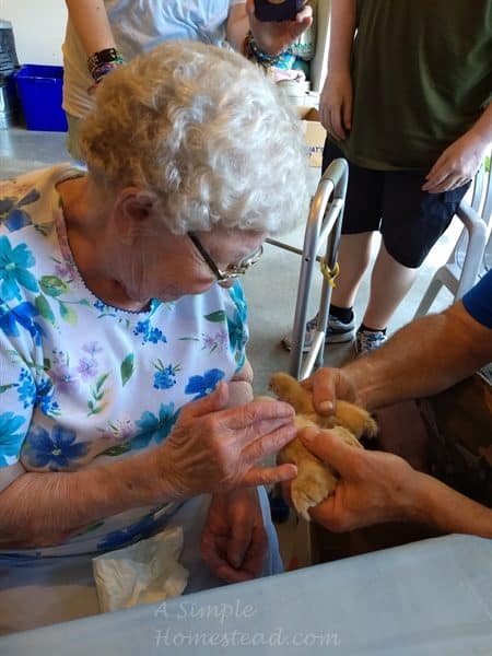 Grandma petting the chicks