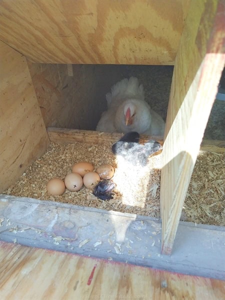 a broody hen with her chicks