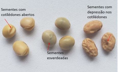 Sementes com cotilédones abertos, esverdeadas e sementes com depressão nos cotilédones, danos causados principalmente por altas temperaturas