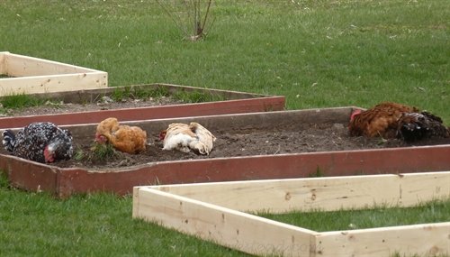 chickens in the garden | ASimpleHomestead.com