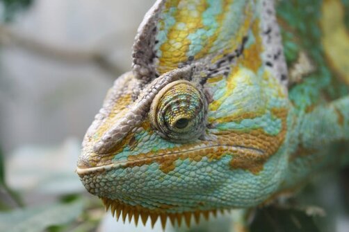 Eyes Give 360 Vision Chameleon Asknature