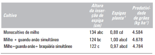 Milho (BRS 1035) solteiro e em diferentes consórcios