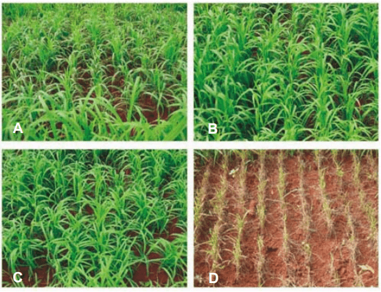Efeito do tratamento de sementes de arroz para o controle de brusone. Tratamento químico com 3 fungicidas diferentes (A, B e C) e parcela sem tratamento (figura D).