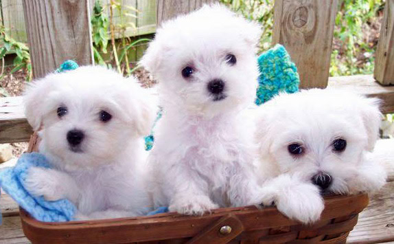 teacup morkie rescue