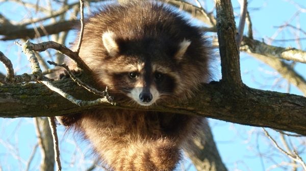 raccoon