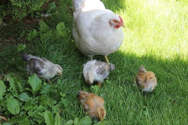 Mama hen protecting her chicks