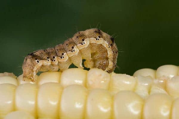 helicoverpa-armigera