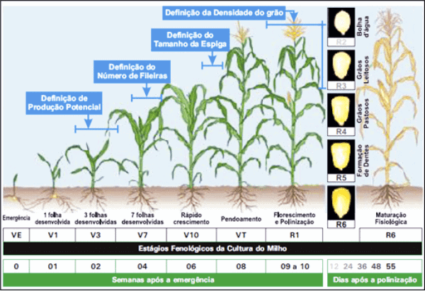calculo-perda-colheita-milho.