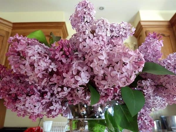 lilac bouquet