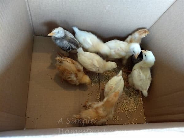 2 week old chicks