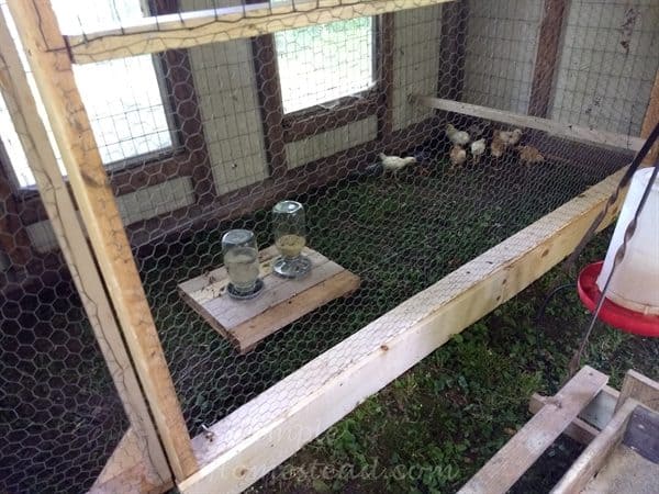 chicks in back partition of coop