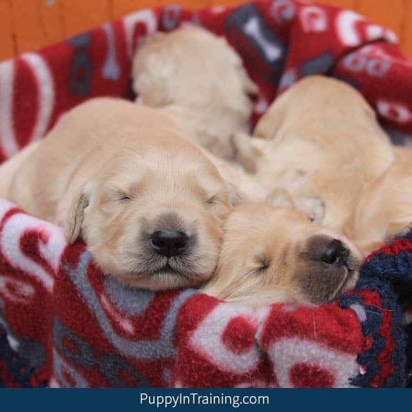 What Will Be Our Golden Retriever S First Litter Size Puppy In Training Golden Retriever S First Litter Size