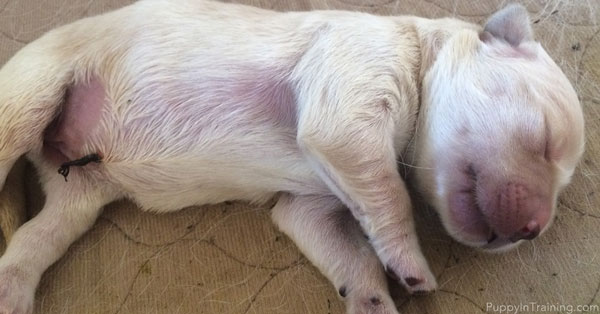 Golden Retriever Puppy Growth Week By Week Pictures Puppy In