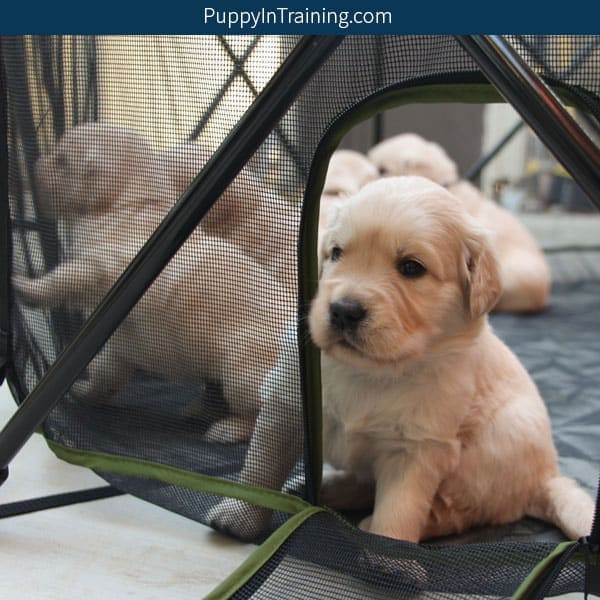 How To Keep Your Puppies Out Of Trouble With The Carlson Portable Pet Pen Puppy In Training