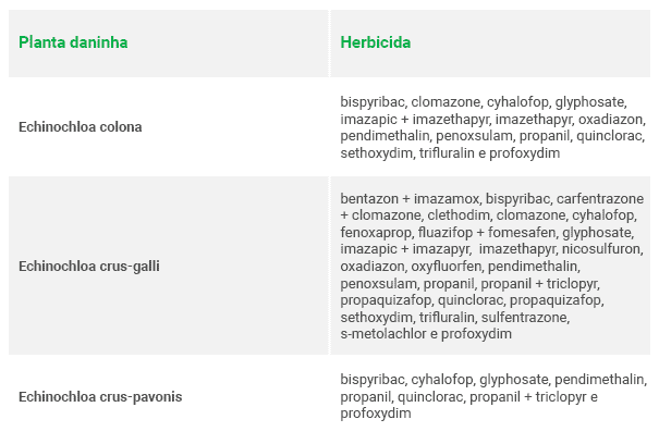 Tabela com plantas daninhas (Echinochloa colona, Echinochloa crus-falli e Echinochloa crus-pavonis) e herbicidas correspondentes.