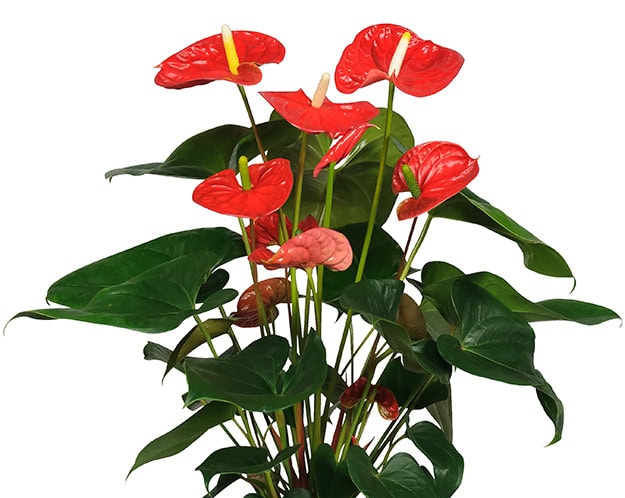 madural_17cm anthurium madural 17 cm