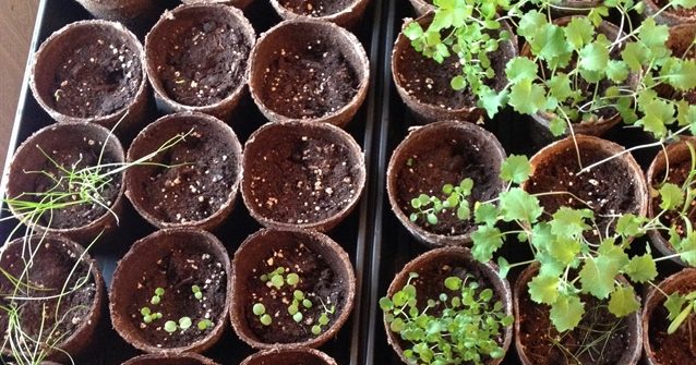 ASimpleHomestead.com - seeds started