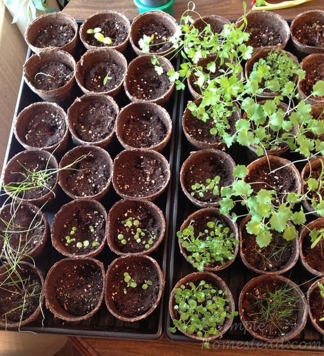 ASimpleHomestead.com - seeds started