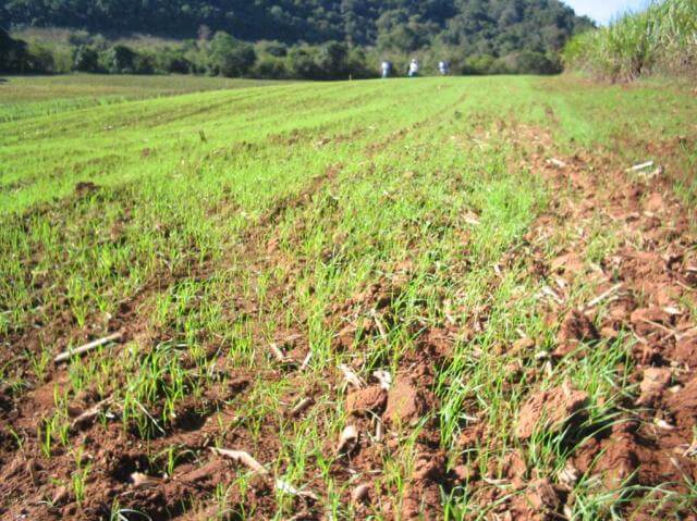 Semeadura de trigo a lanço