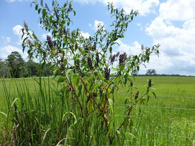 pokeweed growing in a fence row (Phytolacca americana)
