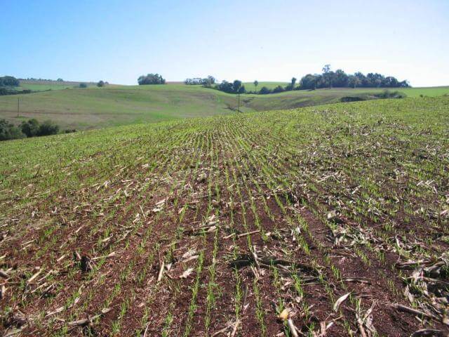plantio de trigo