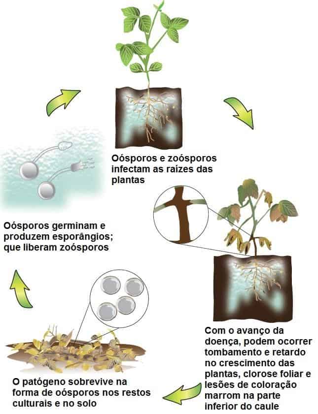 infográfico com ciclo da podridão radicular por fitóftora