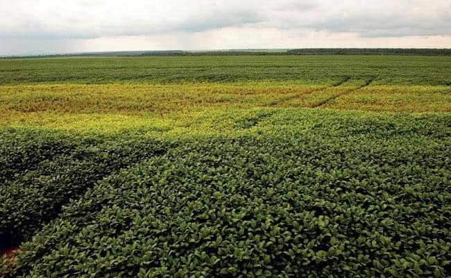 lavoura de soja com sintomas da presença de nematoides na lavoura em forma de reboleiras