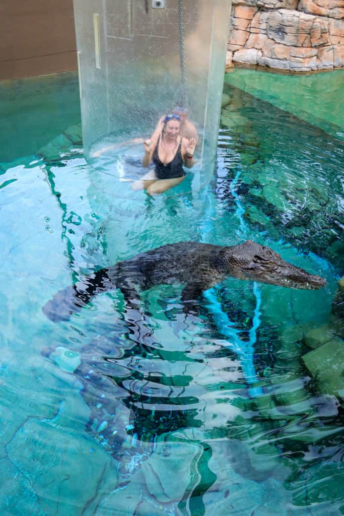 Crocodile swim Cage of Death
