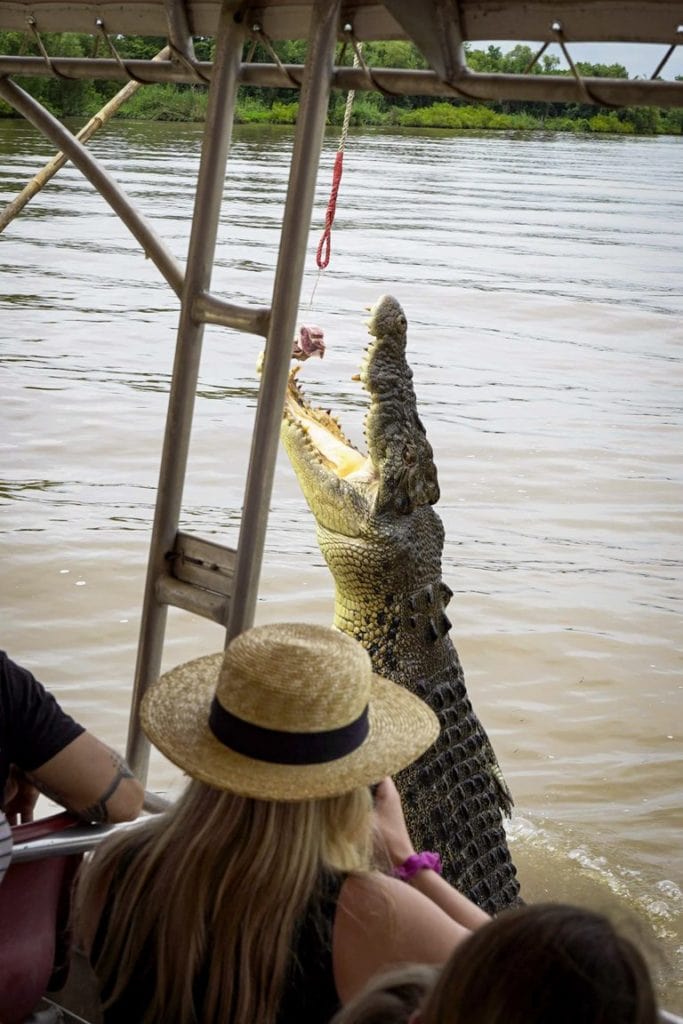 Crocodile jumping out of water Darwin