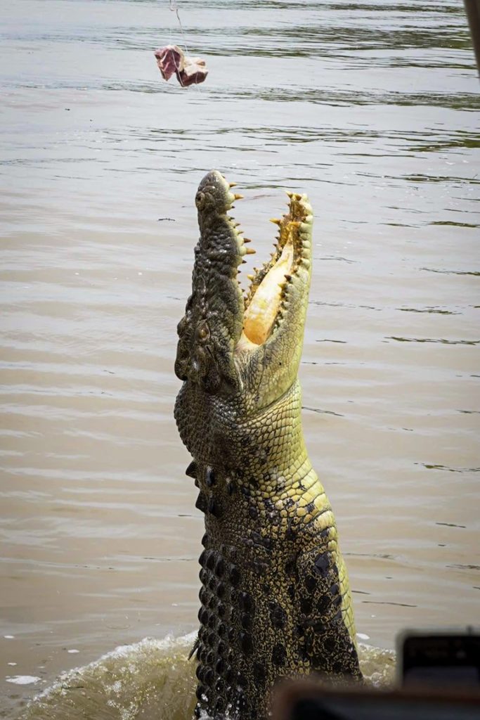 Jumping croc Darwin