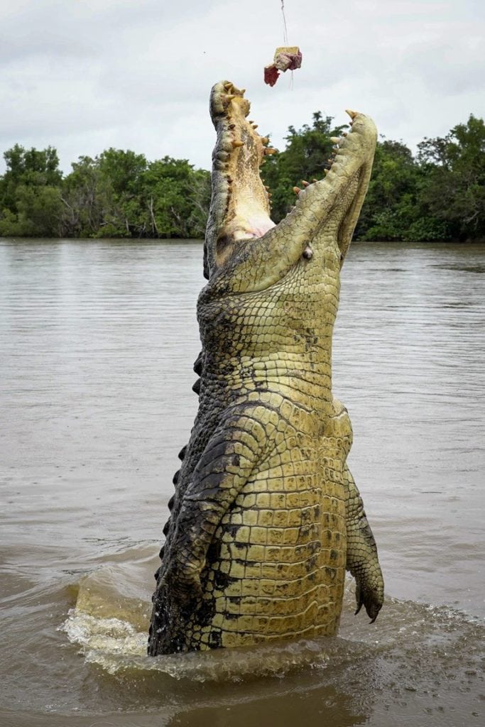 Jumping crocodile Darwin