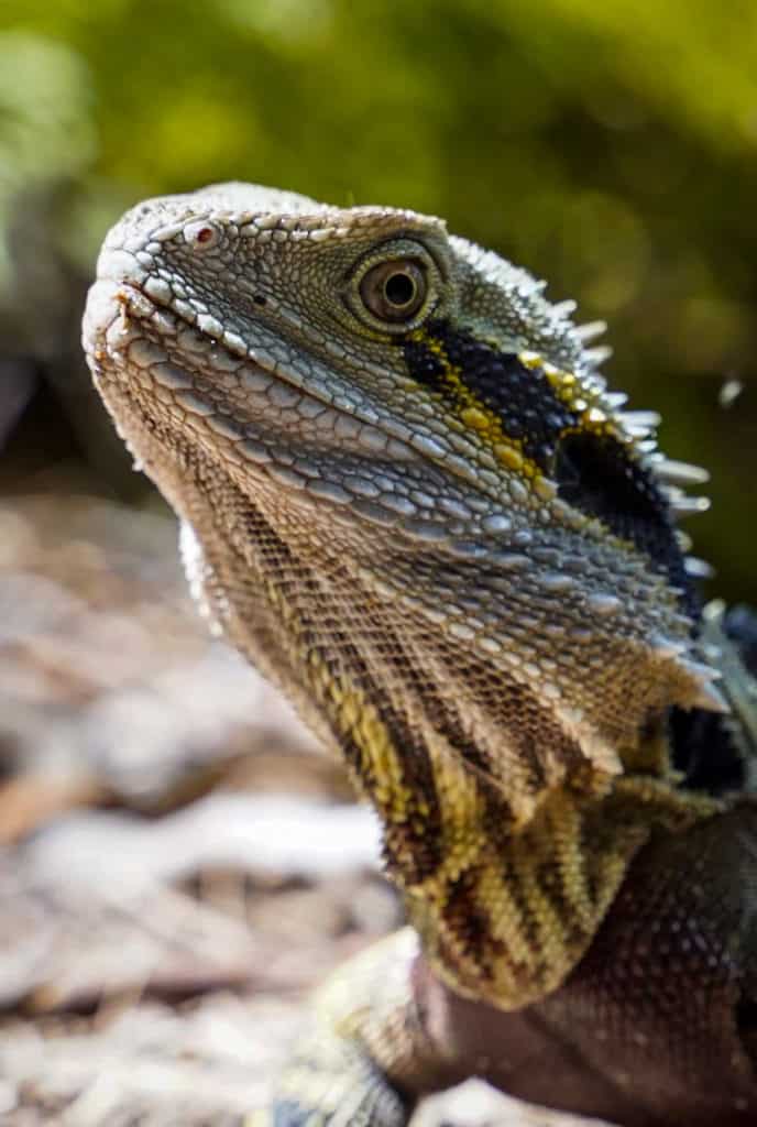 water dragon at Purling Brook falls