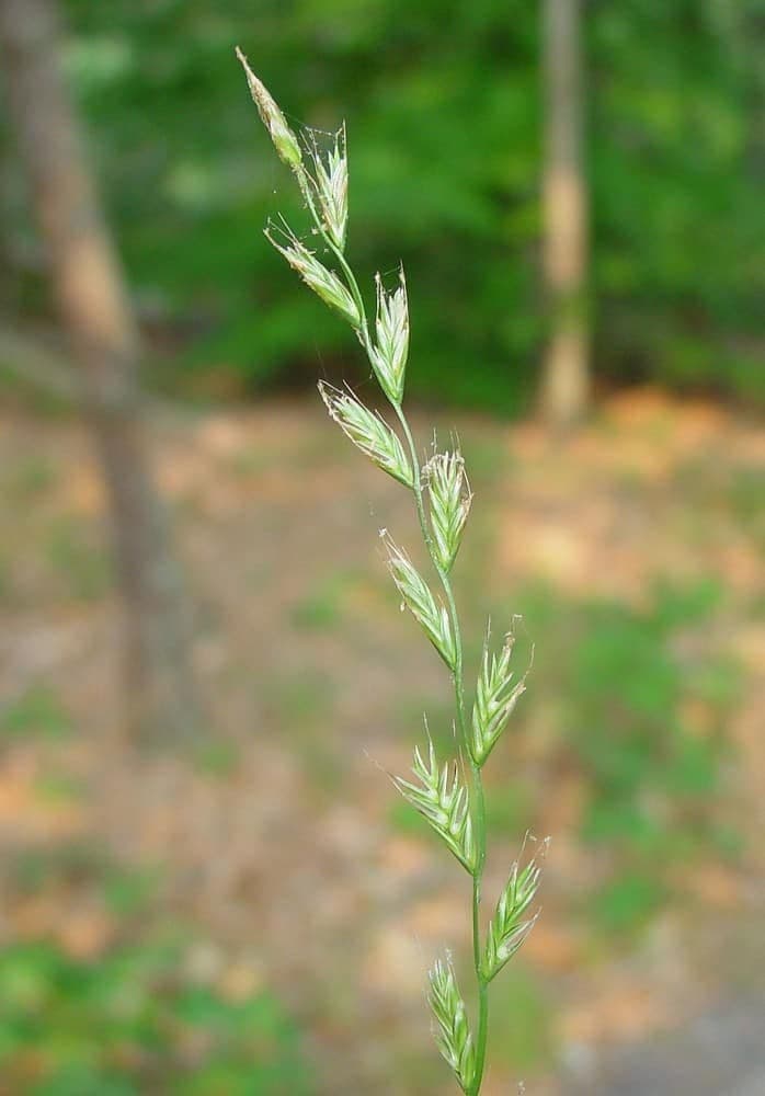 lolium-multiflorum-in-ahaines-a
