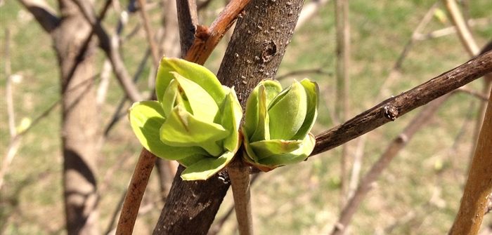 tree buds in spring
