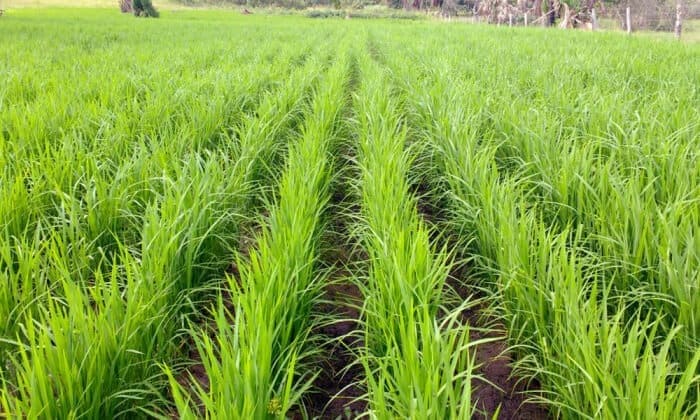 plantio de arroz