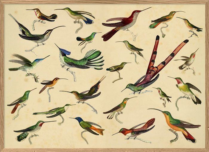 dybdahl hummingbirds dybdahl hummingbirds