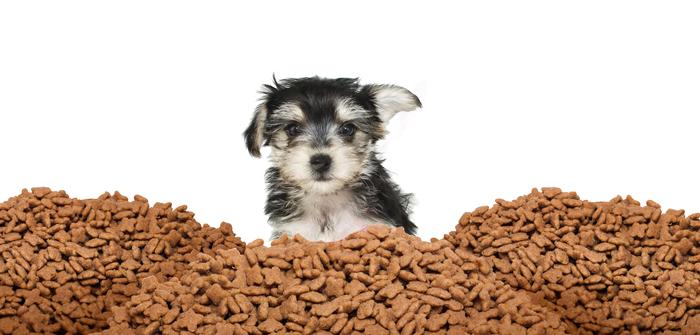 best food for morkies