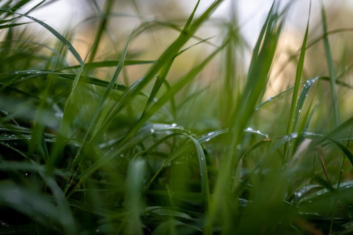 Gras mit Regentropfen am Morgen offenblendige 35mm Nahaufnahme einer Wiese am Morgen nach dem Regen Canon Eos R & EF 35mm f1.4 MKII
